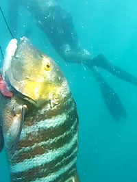 East Cape Guides Spearfishing